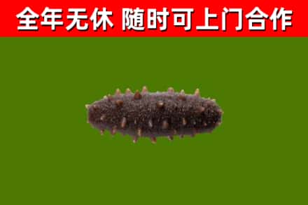 玉林市回收海参干